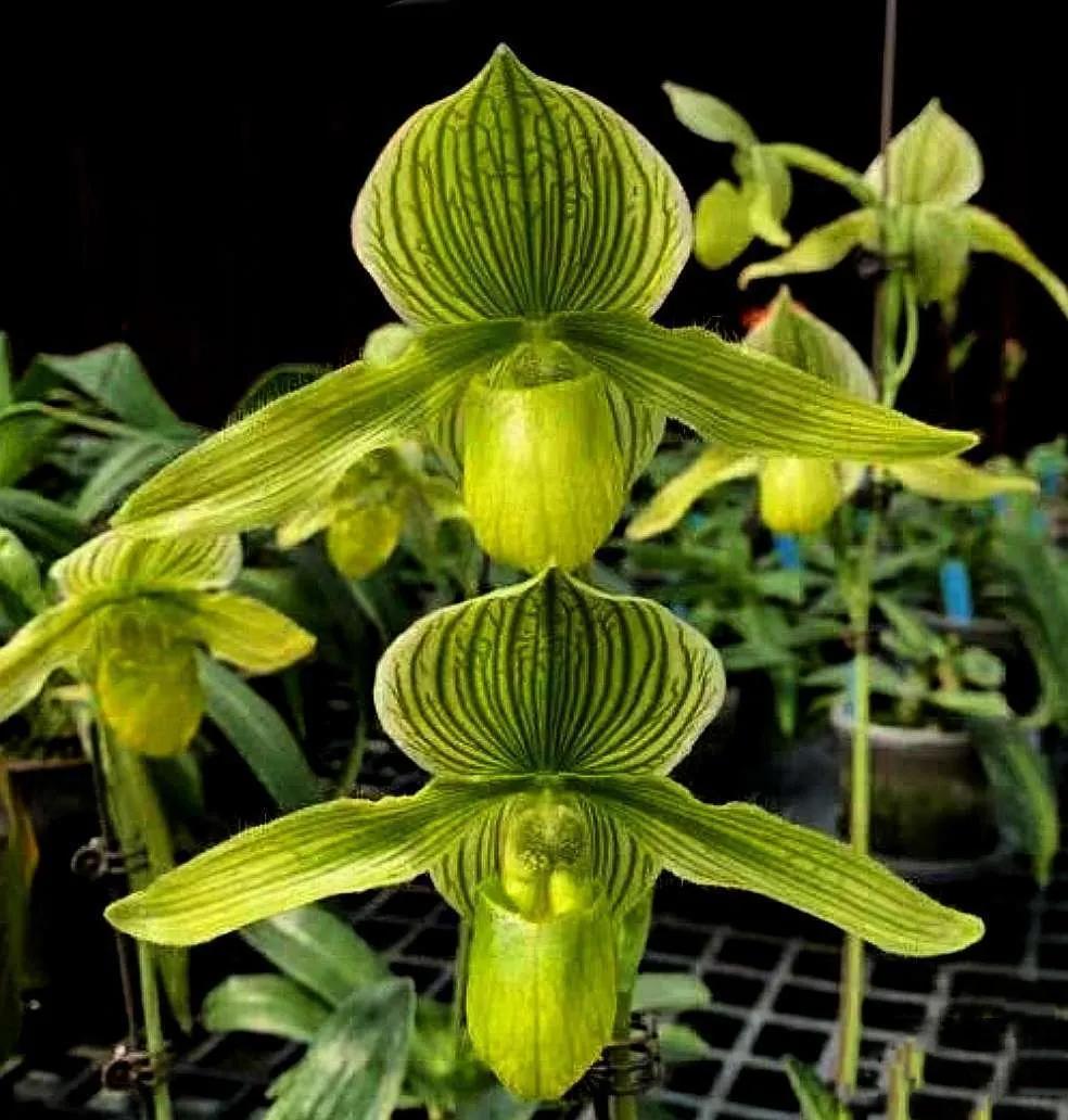 兰花高洁的古诗,高洁典雅的兰花壁纸