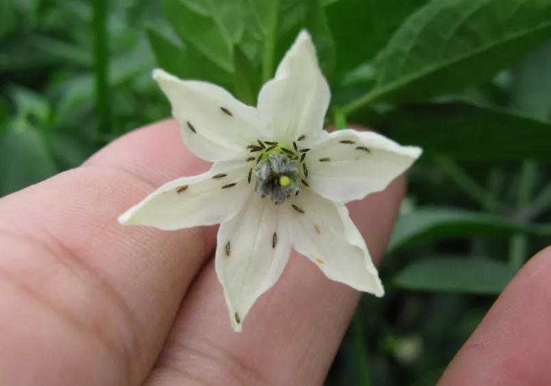 咬人很痒的小黑虫有哪些,小黑虫子咬了奇痒无比是什么虫