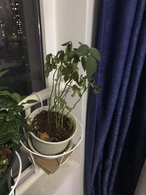 玫瑰花蔫巴了怎么能让它变好,玫瑰花发皱怎么处理