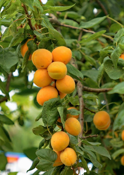 舌尖上的中国百年相传美食,舌尖上的中国美食教材书