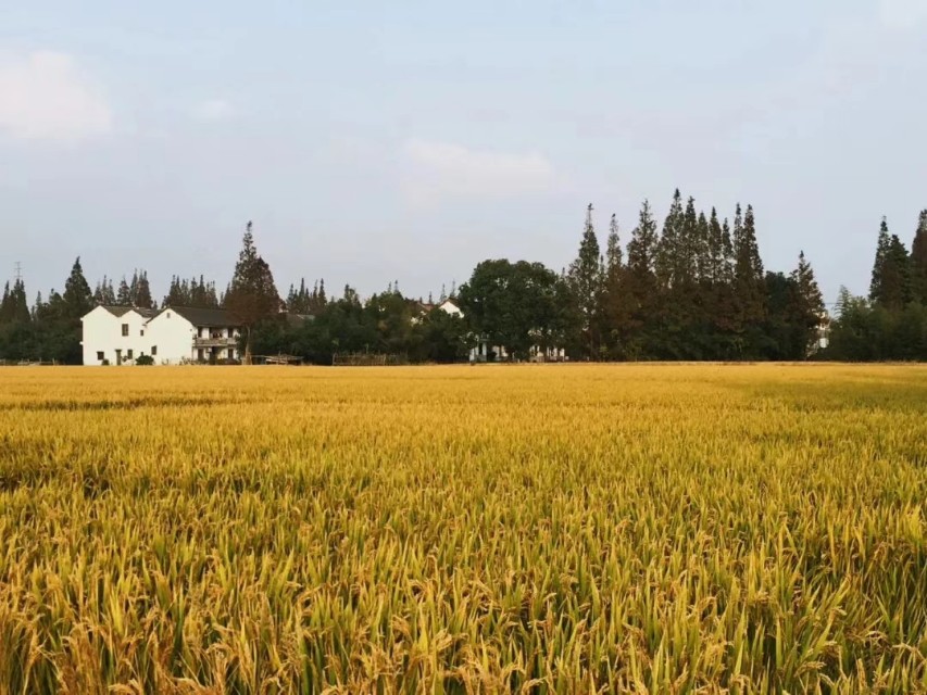 上海八十八亩田地址,上海有七千多多一平方的地方吗