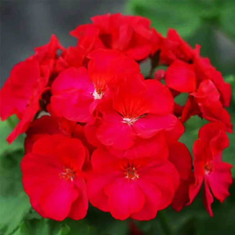 这种花别乱浇水水越多越不开花,这种花不怕冷好养易活