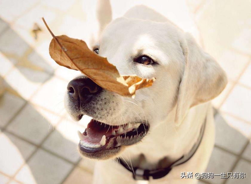 狗狗不能吃哪几种蔬菜水果,狗不能吃的水果和食物