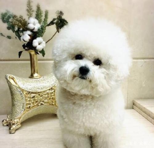 比熊怎么辨别是不是飞耳,比熊怎么辨别有没有泪痕