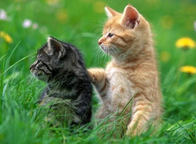 猫咪体外驱虫药用什么牌好,猫咪体外驱虫什么药比较好