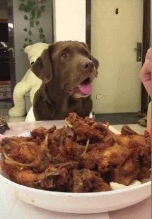 网评“无攻击性”的3种狗，性格温顺，养过的人都懂