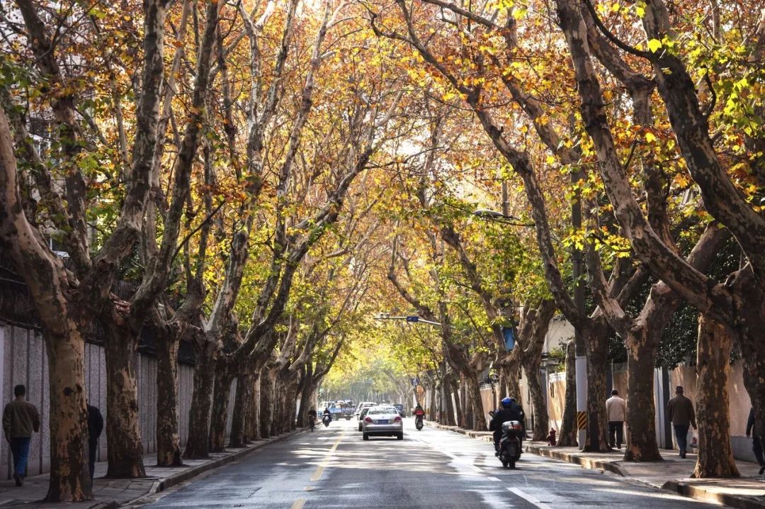 魔都网红马路视频,魔都值得散步的马路