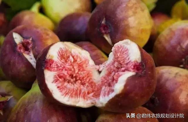 精品水果盘点,好吃又好养的水果