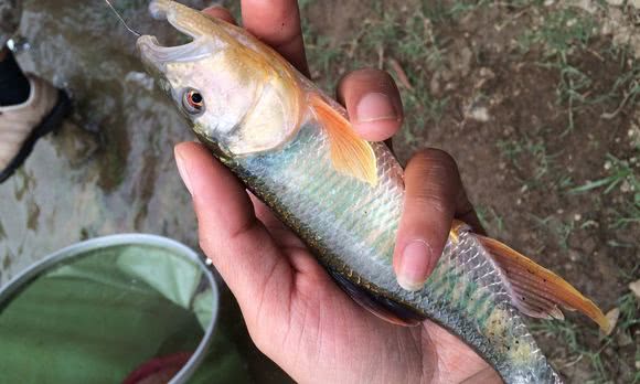 马口鱼用什么钓最好,钓友们钓过最大的翘嘴