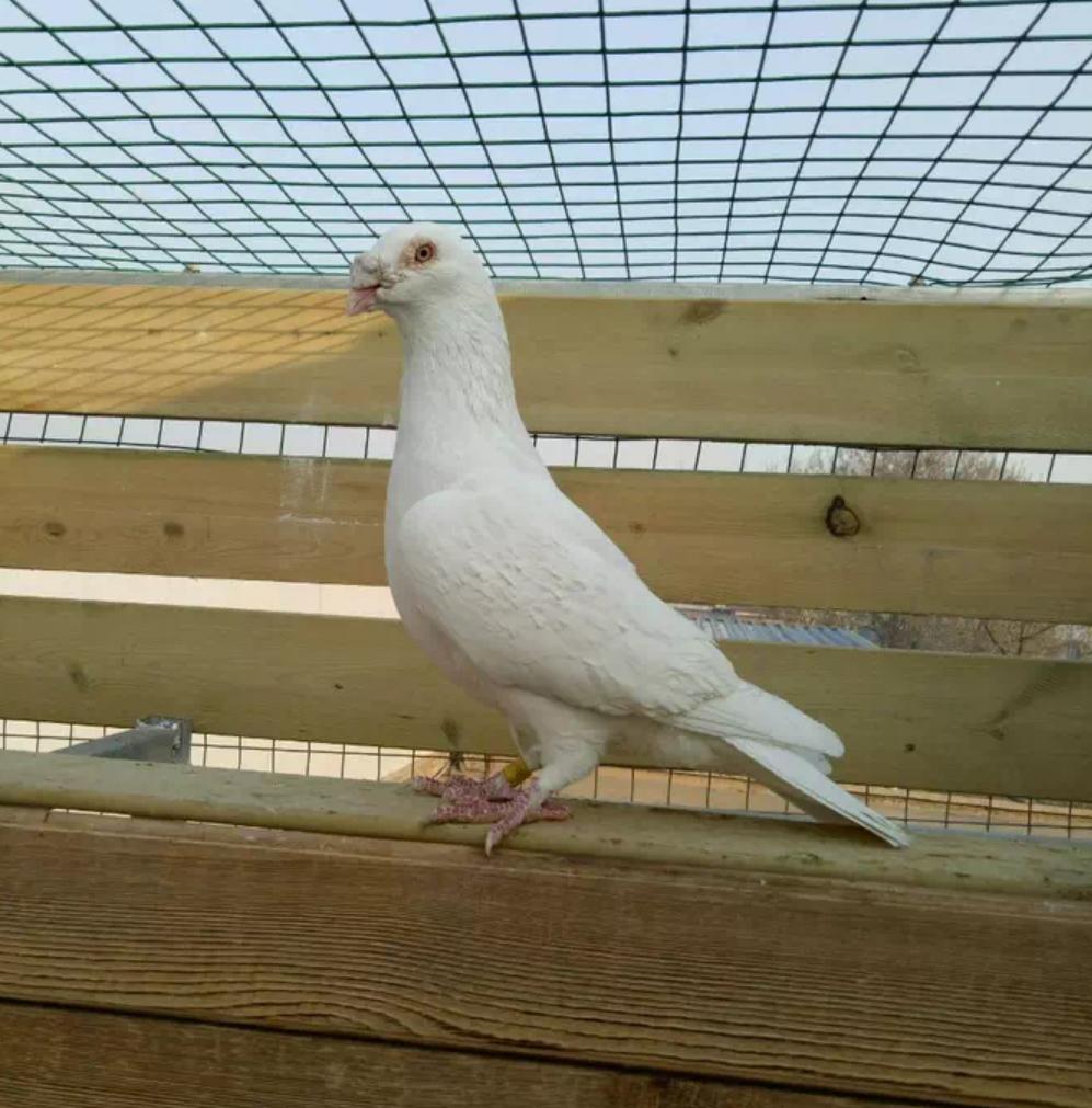 同窝鸽子相差太大怎么办,同窝鸽子大的好还是小的好