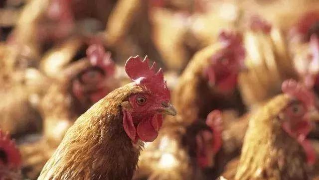 什么时间喂鱼肝油合适,鱼肝油什么时候喂鸡好