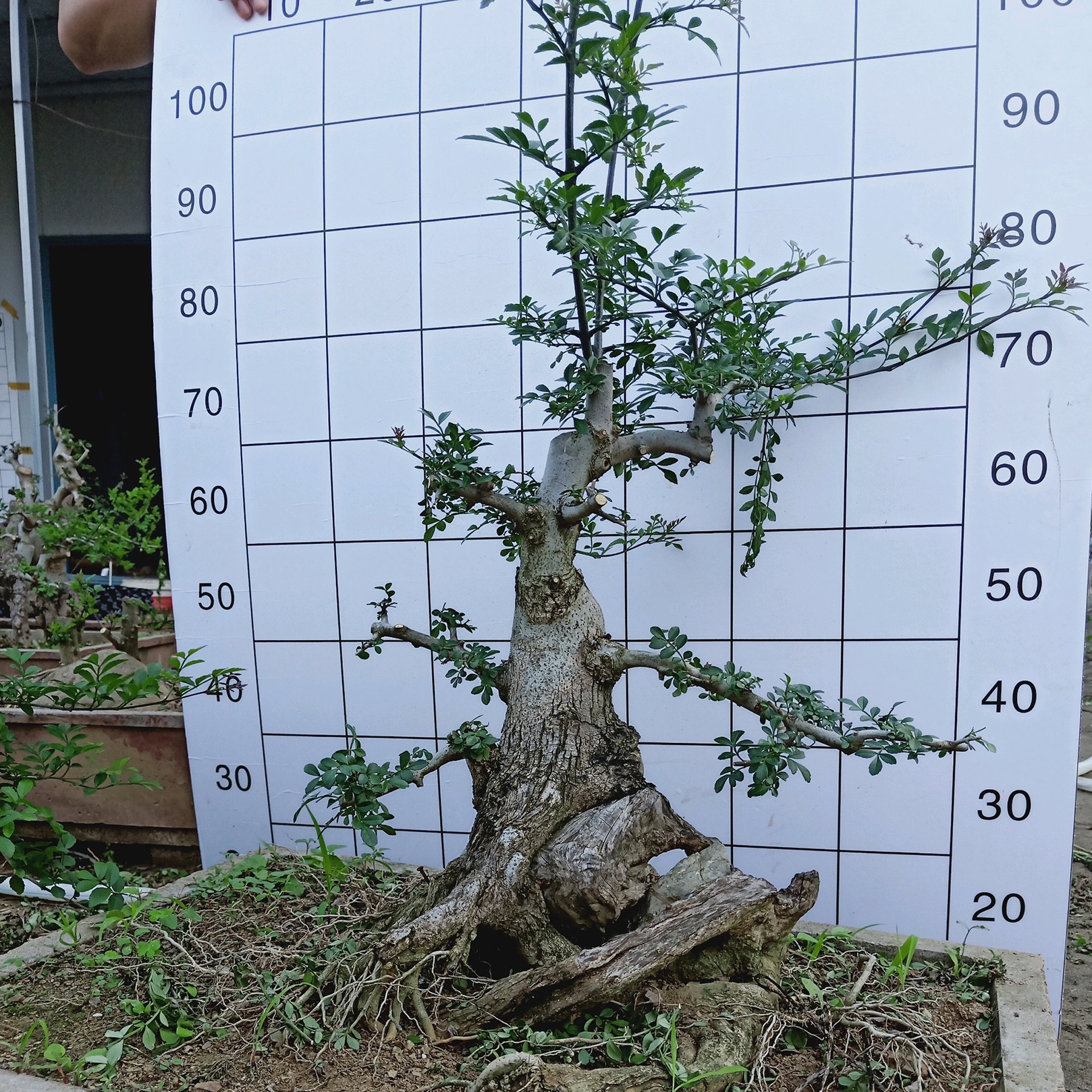 白蜡树叶子枯萎是什么原因,白蜡树叶片枯萎怎么救活