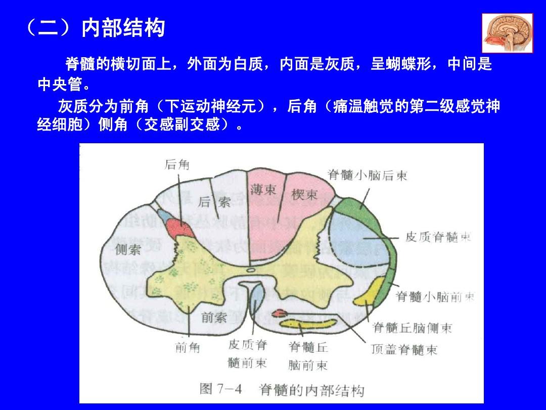 医生常用的解剖学、内外科口诀