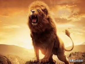 若孩子在校被同学打，该怎么办？公安部心理专家：打回去