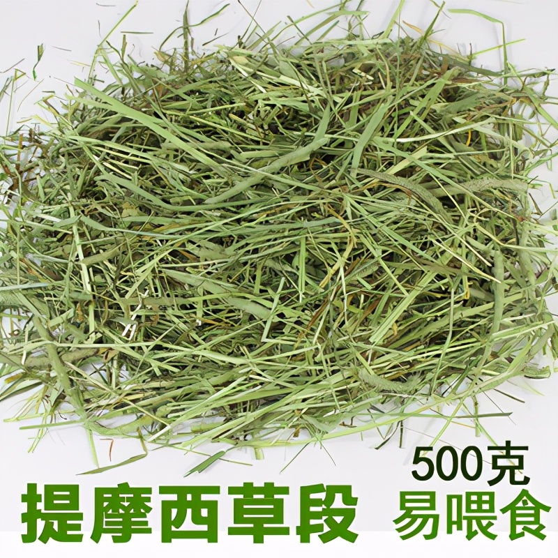 龙猫饲养视频,龙猫饲养全科普