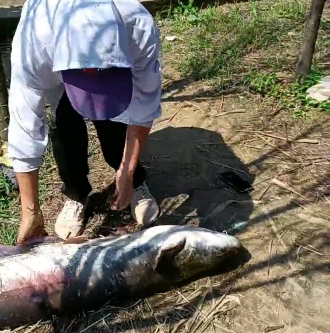 渔民抓获280斤重巨型鲶鱼,巨型鲶鱼居然被一个小伙钓上来了