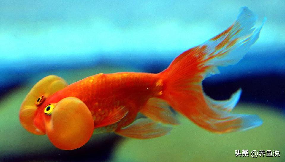 金鱼是中国特有品种吗,金鱼的各个品种都在几月出现