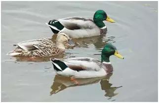 适合穷人养殖的18个创业项目赚钱,农村致富小项目适合穷人养殖创业