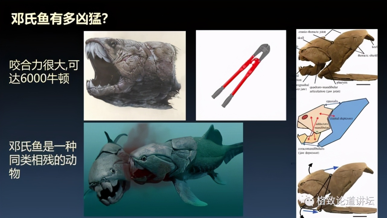 我们用来咬合的颌骨，竟和这条古鱼海怪一脉相承