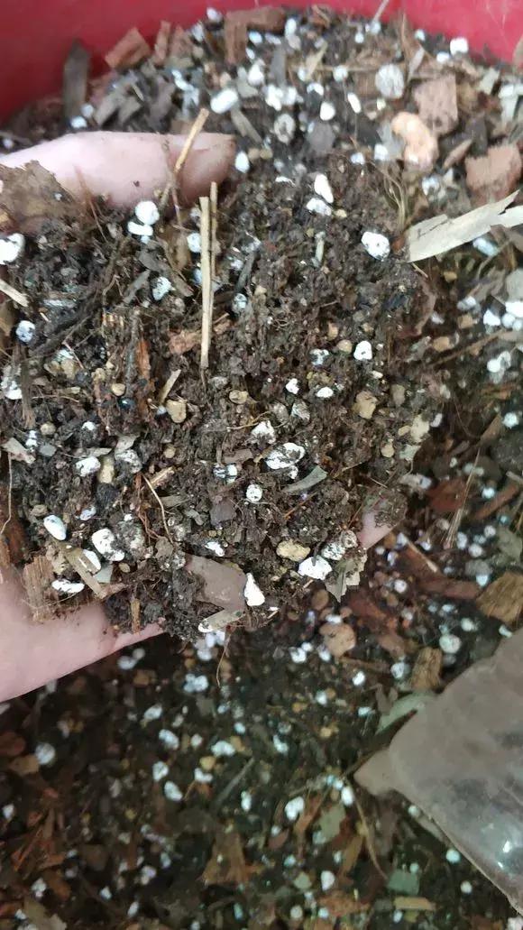 绿萝烂根怎么养才能更旺盛,绿萝怎样养才能养得更旺盛