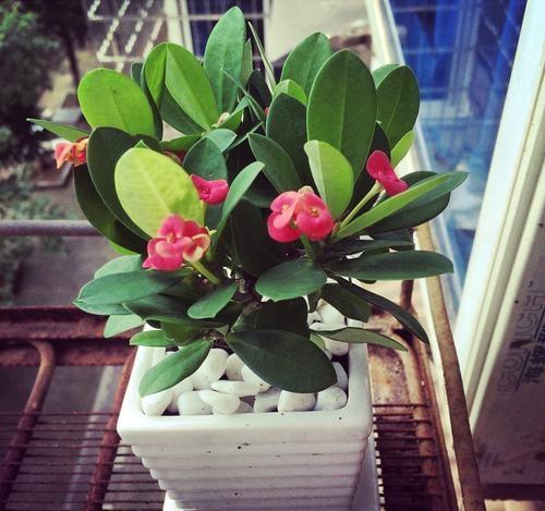 养春花专用盆,刺梅花怎么修剪才能开的花多