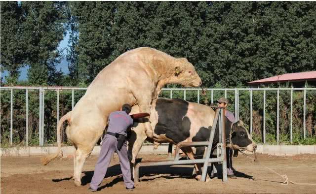 母牛的配种方式及母牛最佳的配种时间你都知道吗？