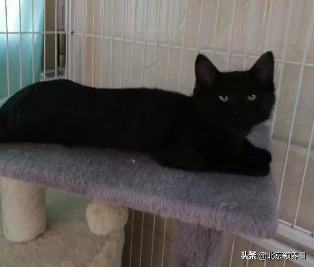 #领养代替购买#给它们一个家|线上宠物领养日,20190608加场