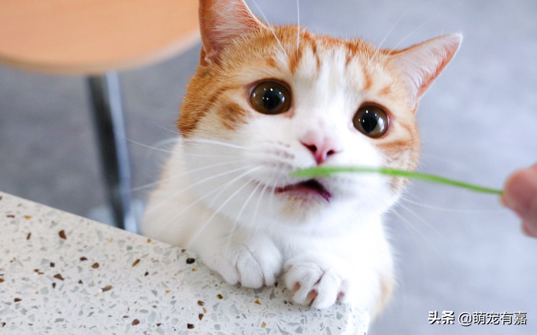 猫咪体重跟吃的猫粮计算,猫猫每日食谱大全