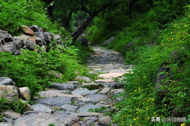 短腿泰迪视频,短腿泰迪跑步