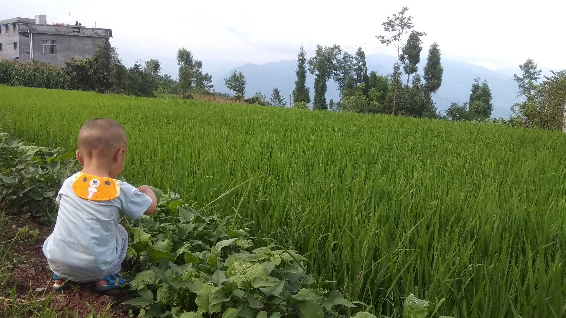 小红帽和大灰狼的故事完整版原文,小红帽和大灰狼的故事完整版简单