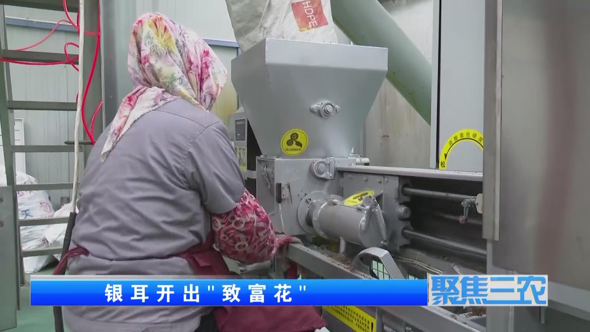 聚焦三农种植蔬菜致富,福建古田银耳栽培致富事例