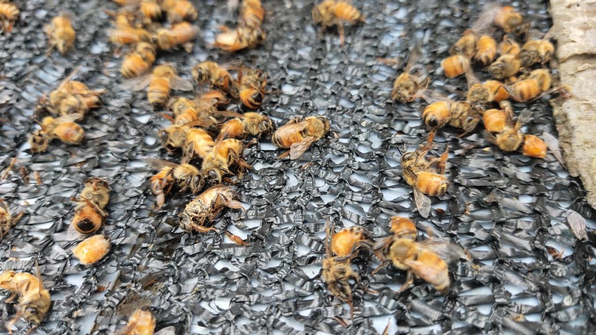 蜜蜂箱里有虫蜜蜂死掉怎么处理,蜜蜂在蜂箱成堆大量死亡如何处理