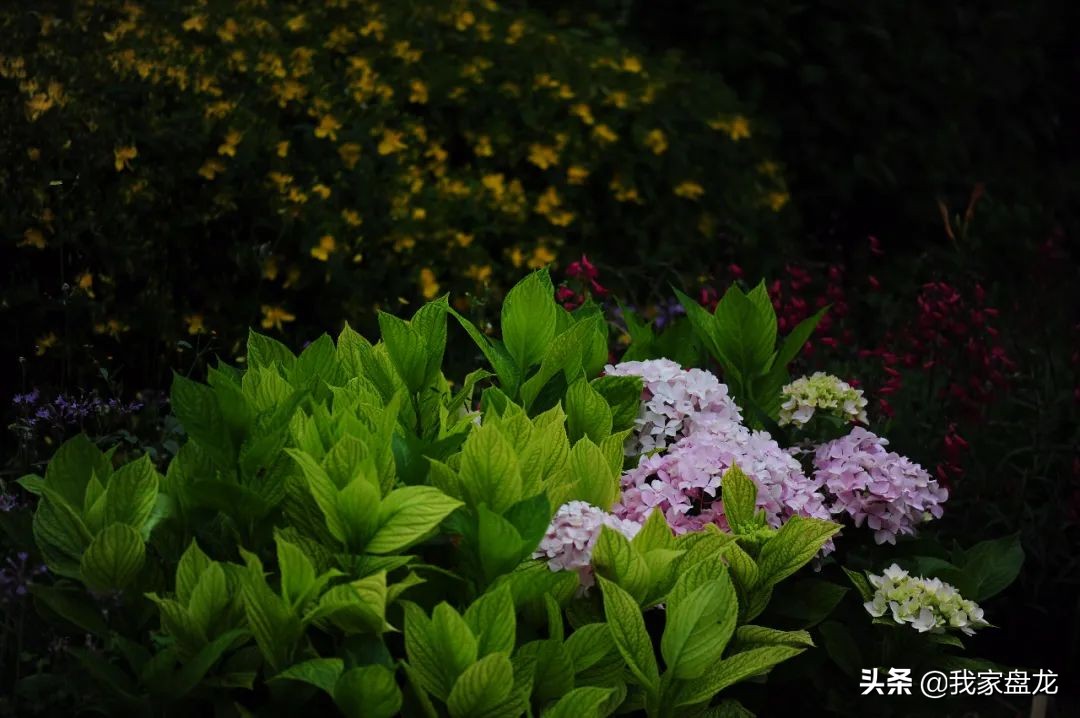 这种乱七八糟滴栽花方式,到底是不是园丁出了问题?