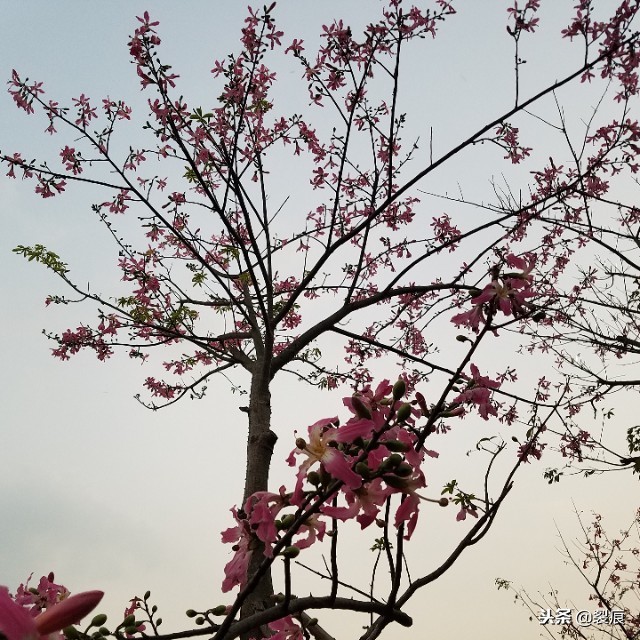 广州黄埔裕丰围地铁周边规划,广州地铁裕丰围可以换乘7号线吗