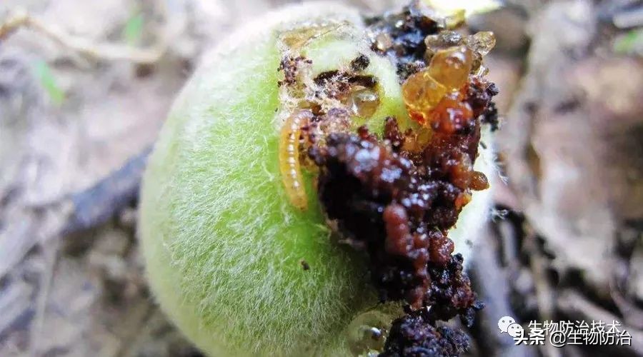 蛀干害虫是钻蛀害虫吗,果树枝干钻蛀害虫图片