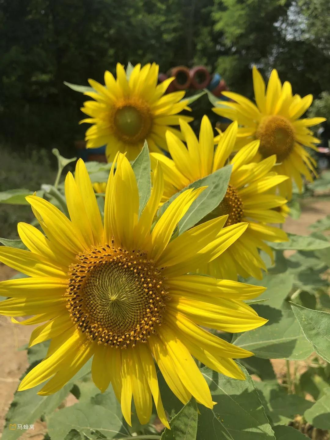 将军有剑不斩苍蝇全诗意思,将军有剑不斩苍蝇的下一句