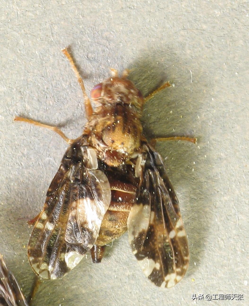 加拿大一枝黄花霸王花,加拿大一枝黄花怎么入侵了