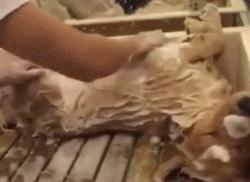 养狗后幸福感为什么爆棚,狗子绝育全过程