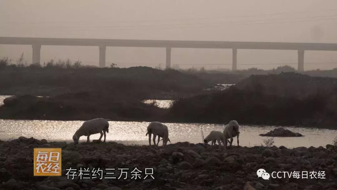 吃得了杜仲，卖的出价钱的羊