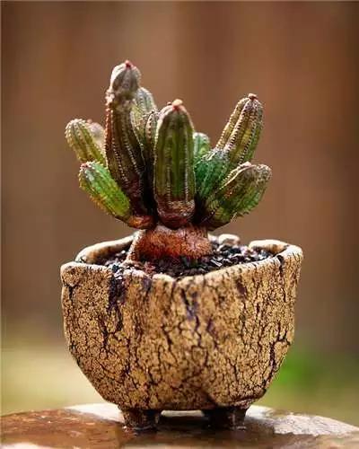 多肉大师手绘花盆,多肉顶级玩家