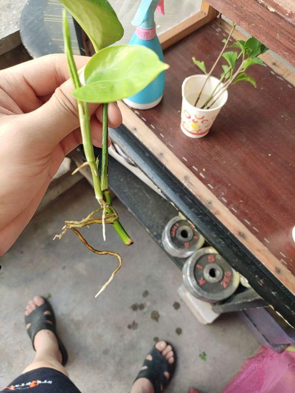 绿萝修剪是剪新枝条还是老枝条,绿萝的枝叶和根系可以修剪吗