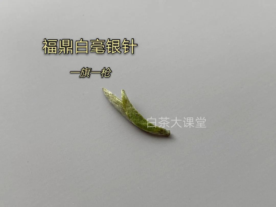 月光白老品种白茶,为什么有人说月光白是普洱茶