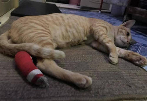 猫咪皮下积液可以自己抽吗,猫咪受伤流脓去医院需要多少钱