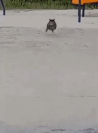 最能长胖的猫咪竟然不是橘猫,最容易变胖的猫