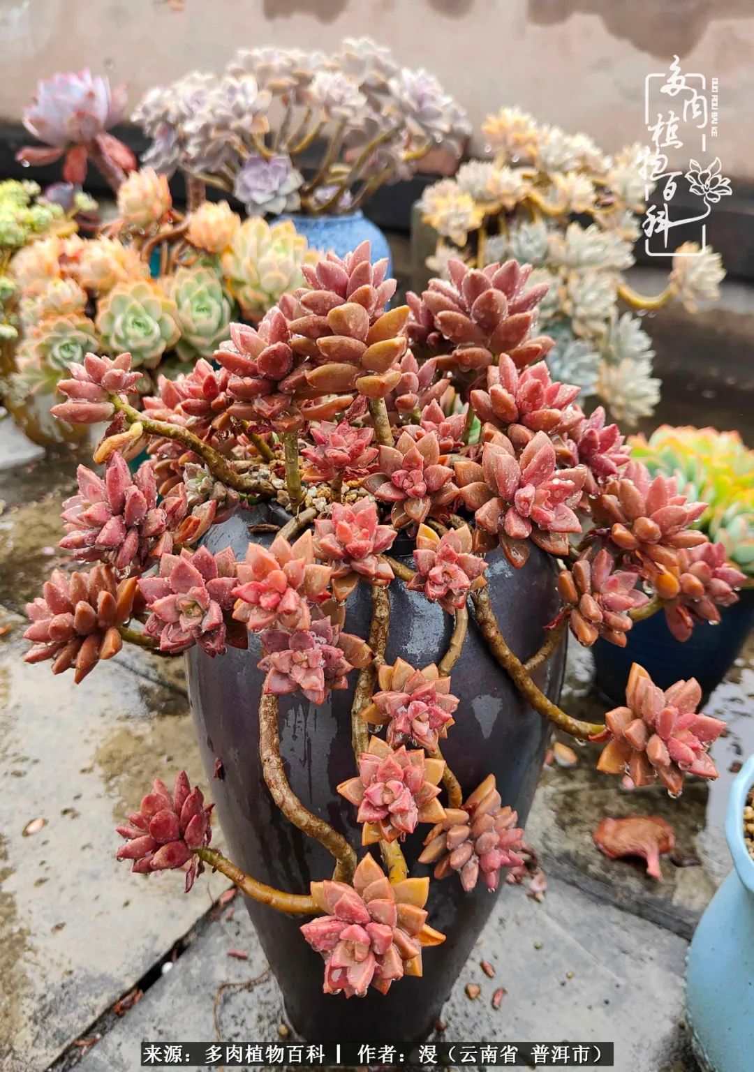 风过留痕讲的啥,风过留痕朗诵