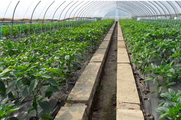 辣椒脐腐病打什么药最好,温室辣椒脐腐病