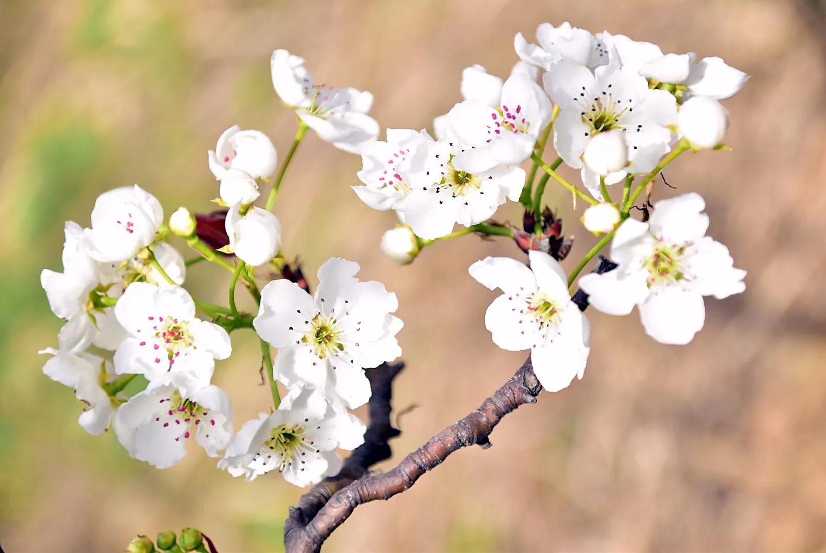 春游梨花林,邂逅三月梨花