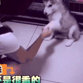 动物沙雕表情包搞笑,沙雕模仿动物表情包