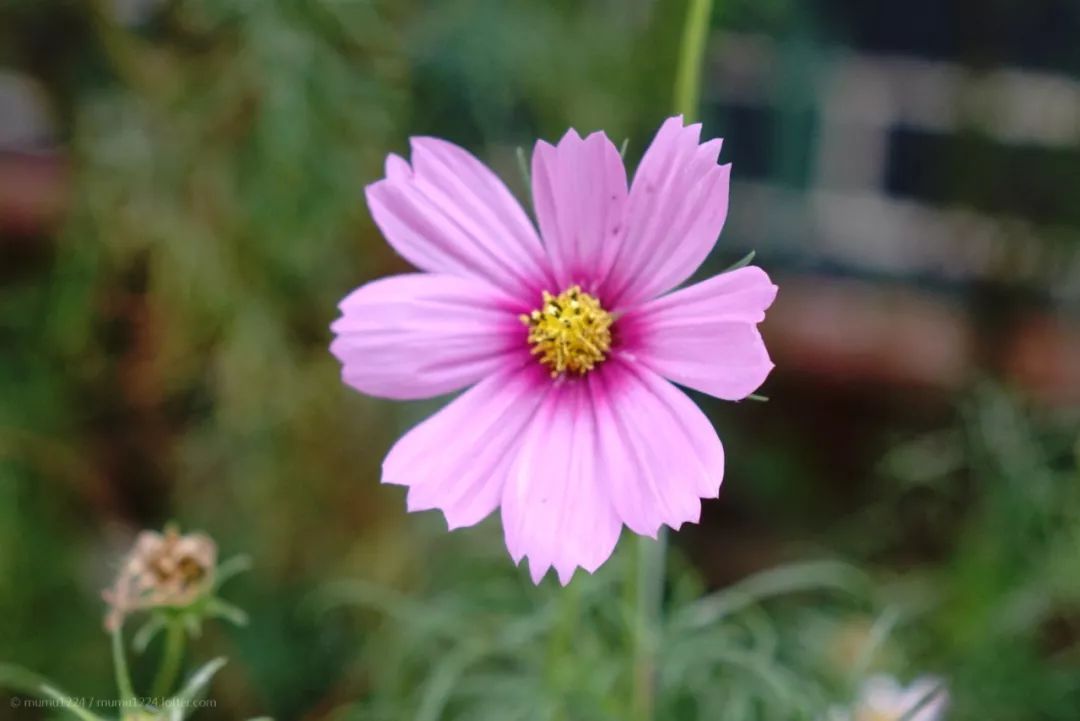 中文到底有多美朗诵原稿,中文到底有多美朗诵背景视频