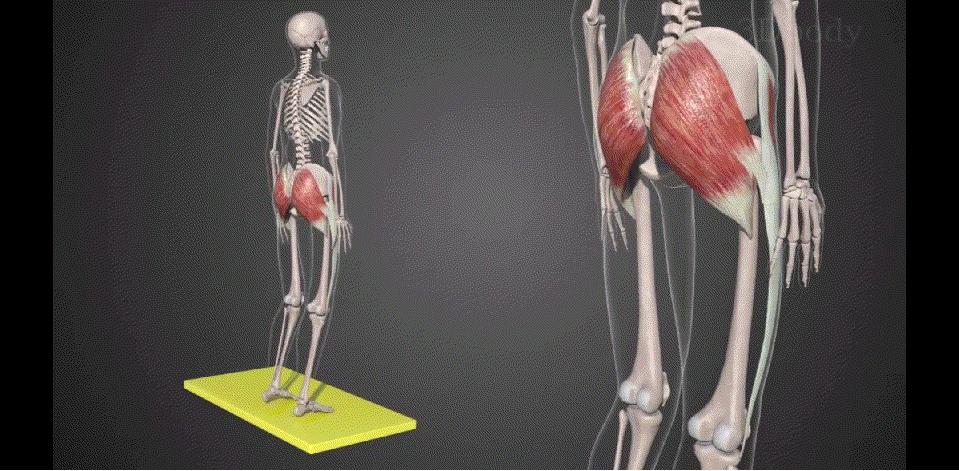 练这几个动作让你的大腿又细又直,大腿练细了小腿越练越粗